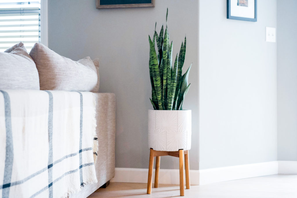 Snake plant with plant stand