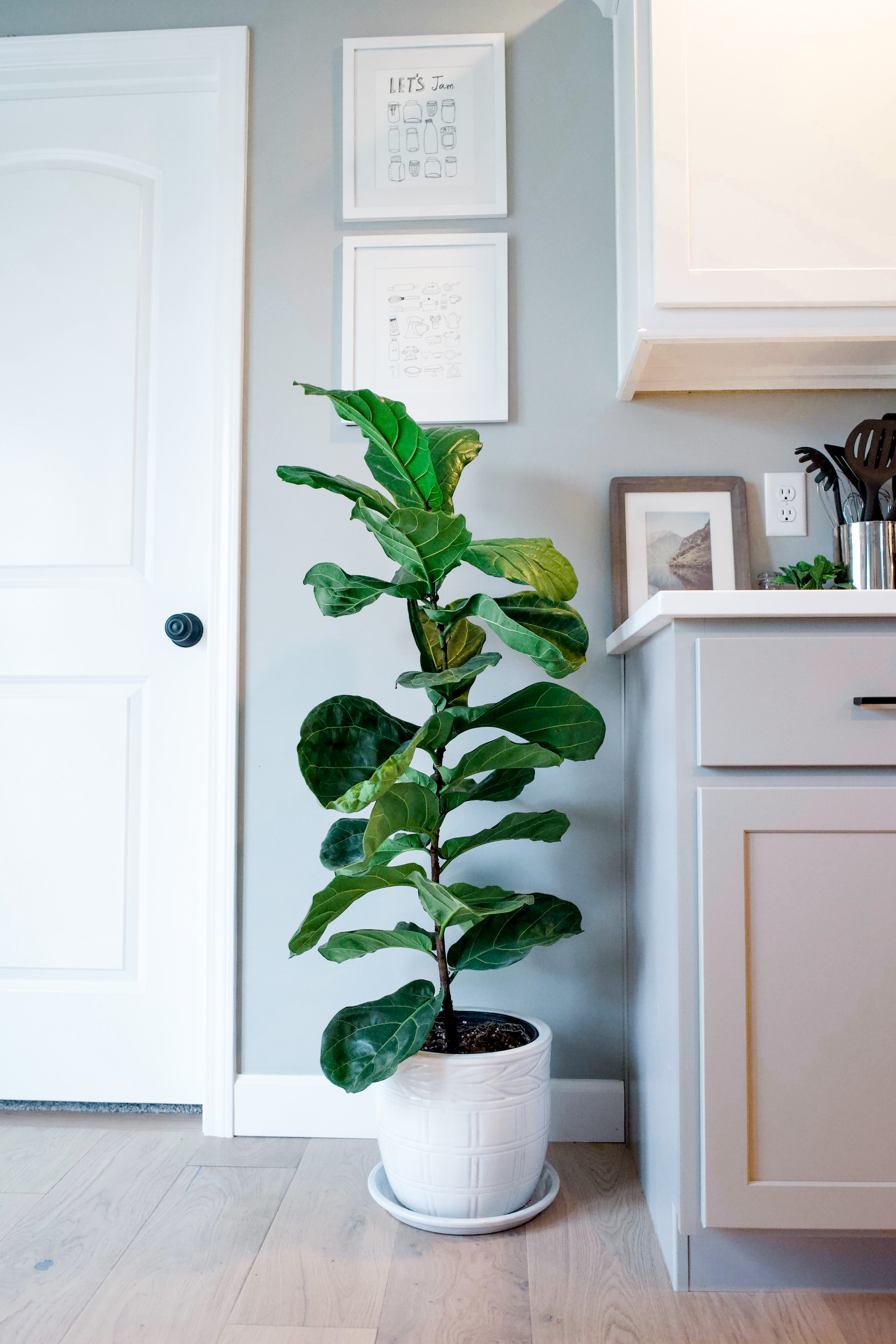 Fiddle leaf fig tree in the kitchen