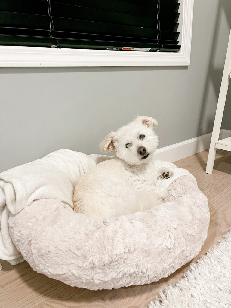 donut dog bed from Amazon